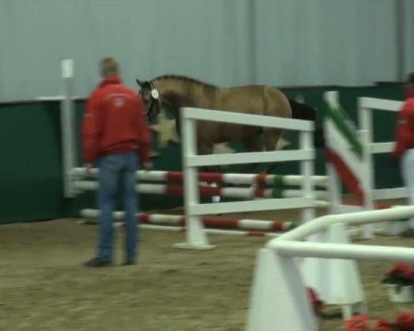 dressage horse Hengst von Top Champy (German Riding Pony, 2009, from Top Champy)