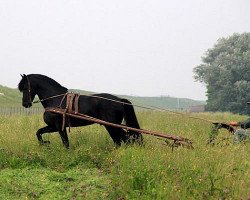 stallion Michiel 442 (Friese,  , from Tsjerk 328)