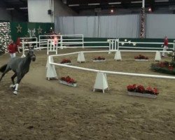 dressage horse Dexter 209 (German Riding Pony, 2009, from Der feine Lord AT)