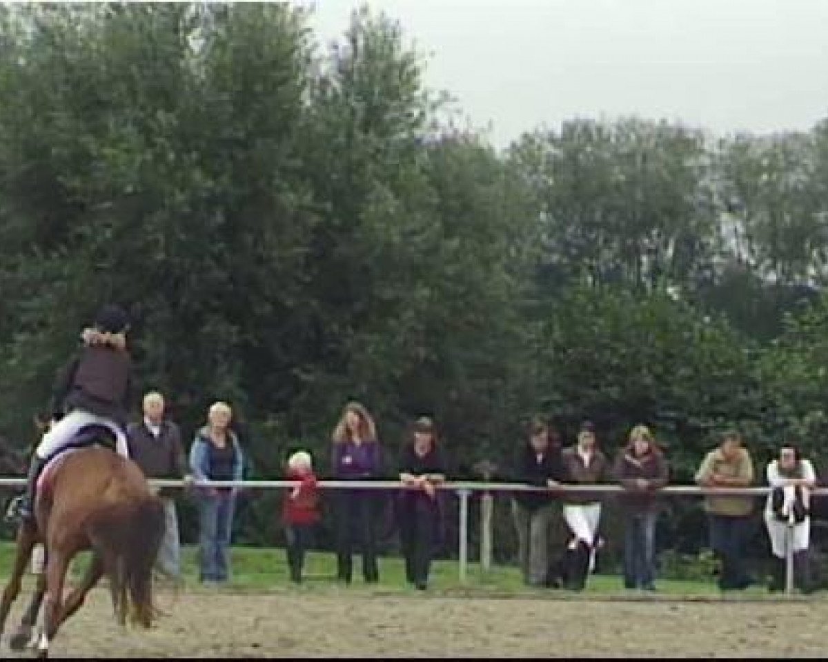 horse Fabius 87 (Hanoverian, 2004, from Feininger)