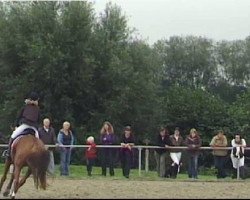 horse Fabius 87 (Hanoverian, 2004, from Feininger)