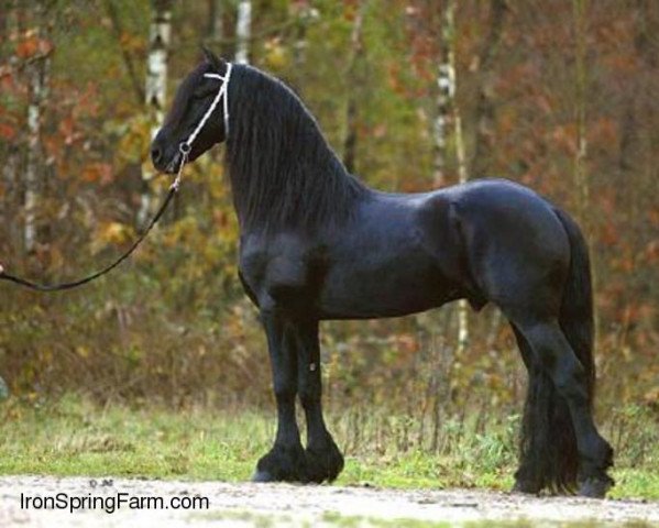 stallion Winand 405 (Friese, 1999, from Pike)