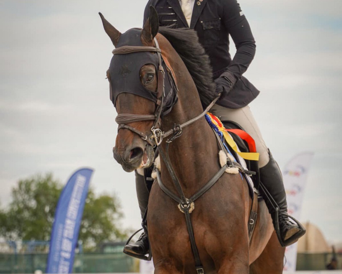 Springpferd Elcordobes de Chamant (Selle Français, 2014, von Qlassic Bois Margot)