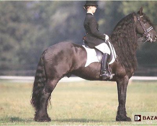 stallion Rypke 321 (Friese, 1989, from Feitse 293)