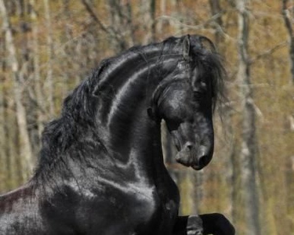 stallion Doaitsen 420 (Friese,  , from Wander 352)