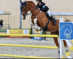 jumper Baron (Romanian Warmblood, 2011)