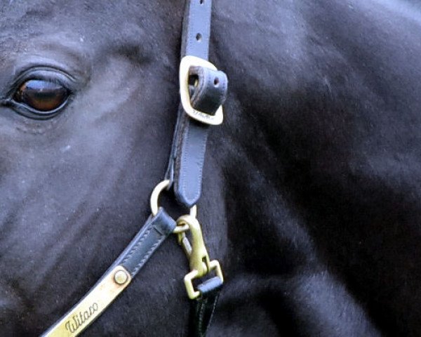 stallion Witaro xx (Thoroughbred, 1996, from Tauchsport xx)