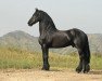 stallion Nanning 374 (Friese, 1996, from Teunis 332)