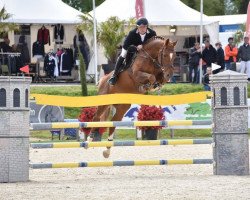 Springpferd Piccasso du Pichoux CH (Schweizer Warmblut, 2007, von Padarco van het Hertsveld)