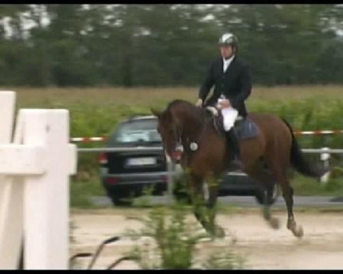 Springpferd Calvin 95 (Holsteiner, 2007, von Cassini II)