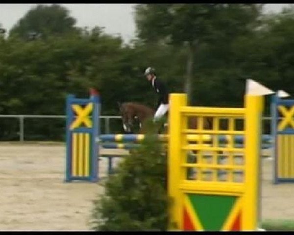 jumper Lilly Marleen 46 (Belgian Warmblood, 2007, from Lord Z)