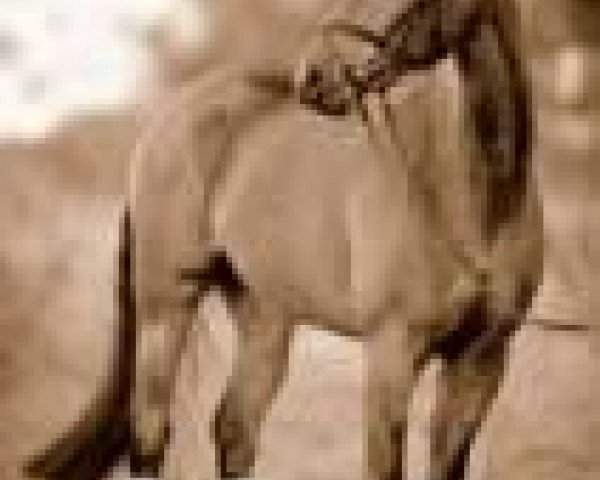 dressage horse Silvano-Sun (Trakehner, 2003, from Graziello)