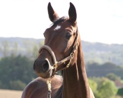 broodmare Allalea (Westphalian, 2020, from All Star)