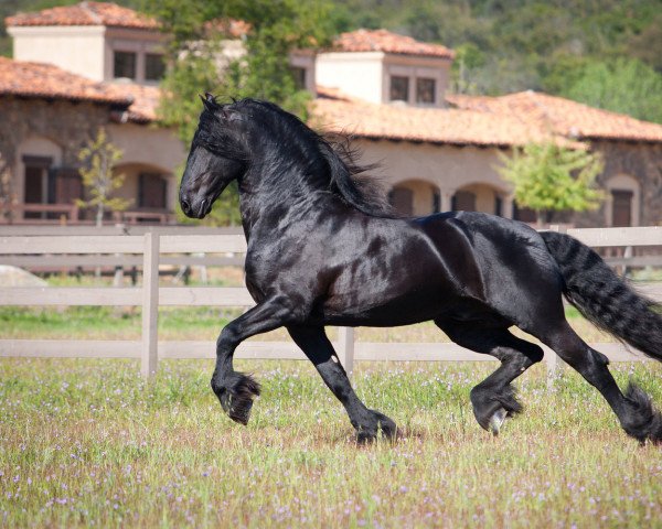stallion Monte 378 (Friese, 1996, from Teunis 332)