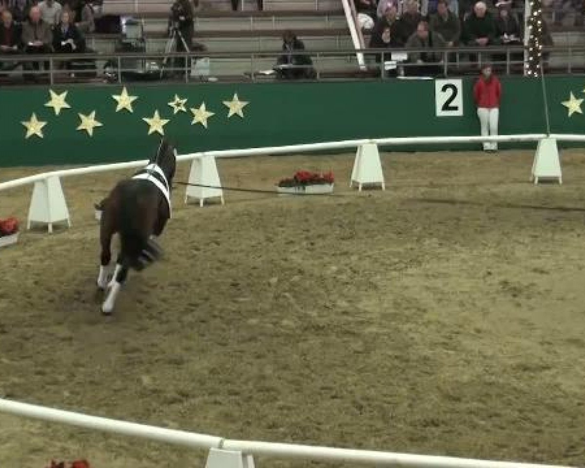 Deckhengst Lamborghini 94 (KWPN (Niederländisches Warmblut), 2009, von Lord Loxley I)