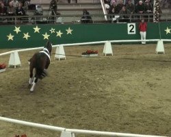 stallion Lamborghini 94 (KWPN (Royal Dutch Sporthorse), 2009, from Lord Loxley I)