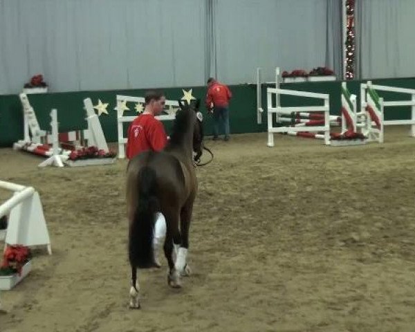 Pferd Hengst von Miraculix (Deutsches Reitpony, 2009, von Miraculix)