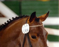 Springpferd Caipirinya (Deutsches Reitpony, 2005, von Charming Boy 18)