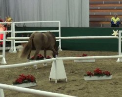 dressage horse Nuage de Luxe (German Riding Pony, 2009, from Noir de Luxe)