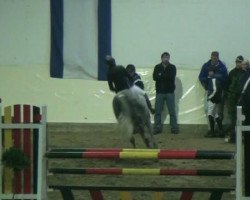 jumper Take it now (German Riding Pony, 2001, from Top King)