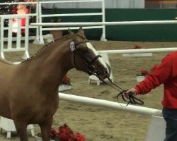 dressage horse FS Djambo (German Riding Pony, 2009, from FS Don't Worry)