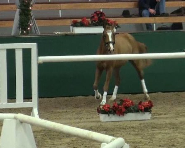 Springpferd Concord 67 (Deutsches Reitpony, 2009, von FS Cracker Jack)