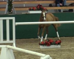 jumper Concord 67 (German Riding Pony, 2009, from FS Cracker Jack)