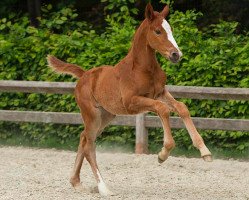 Pferd Queen Vegas van ‘t Merelsnest (Belgisches Warmblut, 2016, von Darco)