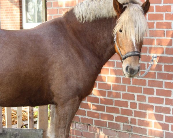 horse Aramis (Haflinger, 2006)