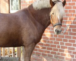 Pferd Aramis (Haflinger, 2006)