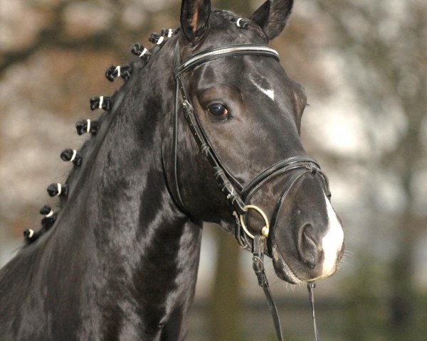 stallion Heart and Soul (Hanoverian, 2005, from Hohenstein I)
