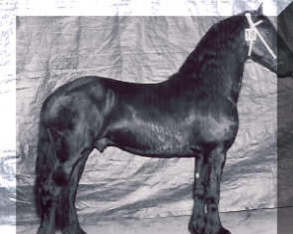 stallion Oltman 317 (Friese, 1988, from Tamme 276)