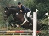 jumper Winzer 176 (German Warmblood, 1991)