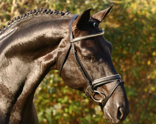 stallion Daidalos (Hanoverian, 1995, from Dream of Glory)