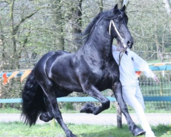 stallion Reinder 452 (KWPN (Royal Dutch Sporthorse),  , from Aan 416)
