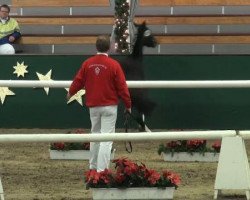 jumper Hengst von Vincent (German Riding Pony, 2009, from Vincent)