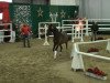 dressage horse Checkpoint Charlie 4 (German Riding Pony, 2009, from Classic Dancer I)