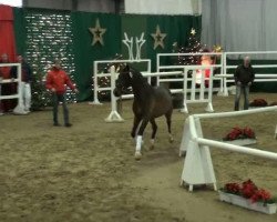 dressage horse Checkpoint Charlie 4 (German Riding Pony, 2009, from Classic Dancer I)