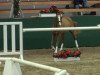 Springpferd Concord 67 (Deutsches Reitpony, 2009, von FS Cracker Jack)