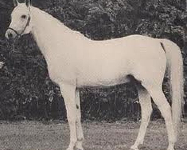 stallion Mors 1966 ox (Arabian thoroughbred, 1966, from Aquinor 1951 ox)