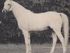stallion Mors 1966 ox (Arabian thoroughbred, 1966, from Aquinor 1951 ox)