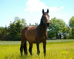 Pferd Montana K (Kleines deutsches Reitpferd, 2008, von Morjan)