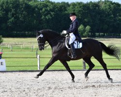 dressage horse Dr.schiwago 9 (Hanoverian, 2007, from Don Crusador)