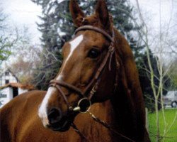 stallion Donaufürst (Trakehner, 1984, from Sokrates)