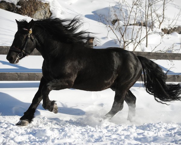 stallion Mörtl Diamant XII (South German draft horse, 2004, from Macht Diamant XI)