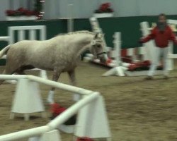 stallion Hengst von Le Matsjo (Nederlands Welsh Ridepony, 2009, from Le Matsjo)