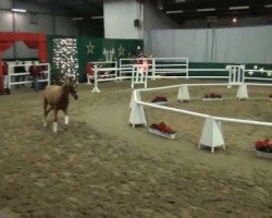 stallion Golden Delight (German Riding Pony, 2009, from FS Golden Moonlight)