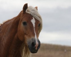 Deckhengst Abendsturm (Haflinger, 1999, von Abendstern)