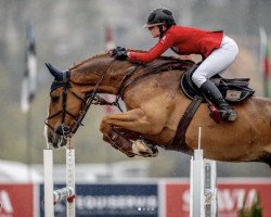 Springpferd Kapucijn v/d Donkhoeve (Belgisches Warmblut, 2010, von Vagabond de la Pomme)