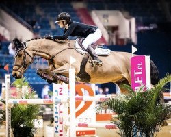 jumper Kastello (Belgian Warmblood, 2010, from Echo van het Spieveld)